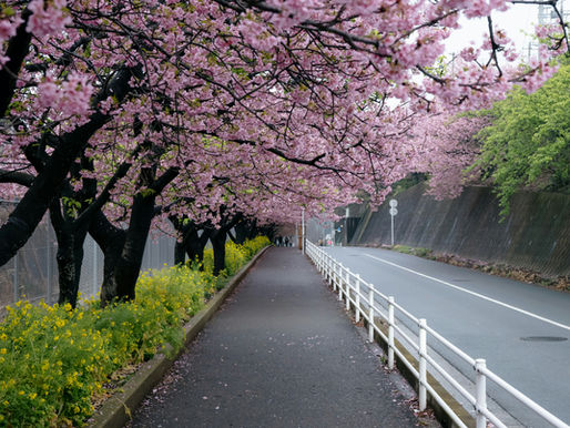 Cherry Blossom in Japan: The Ultimate 2026 Sakura Travel Guide