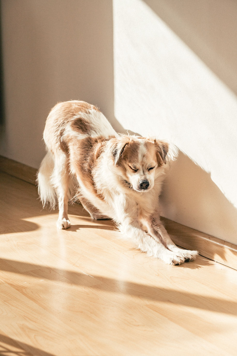 Paws and Pose