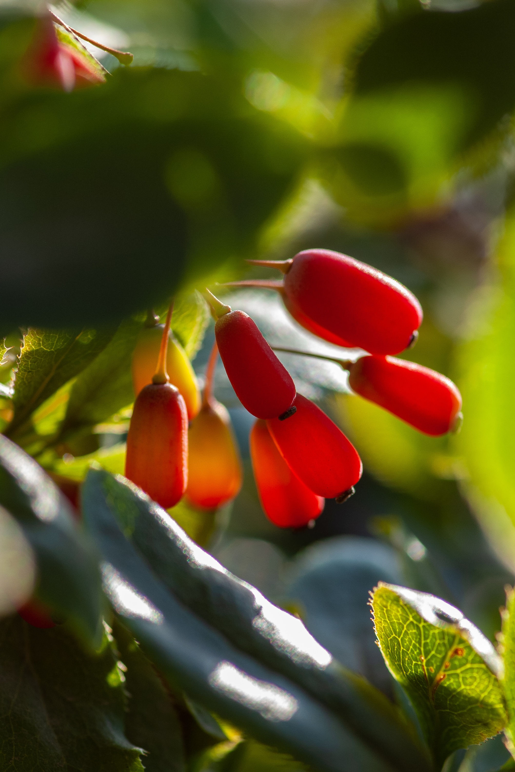 Tinctuur: Zuurbesbast - Berberis vulgaris