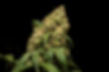 Image by CRYSTALWEED cannabis