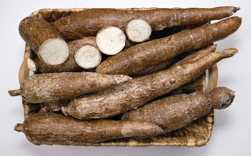 Maniokmehl Wurzel