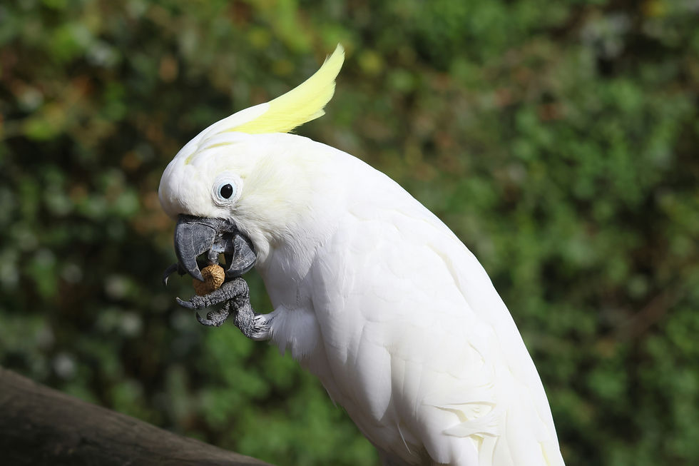 A white cockatoo with a yellow crest holds a nut in its beak.