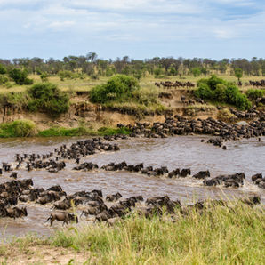 Wildebeest crossing Mara River during Serengeti safari