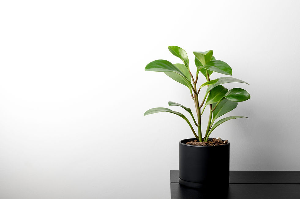 peperomia obtusifolia care