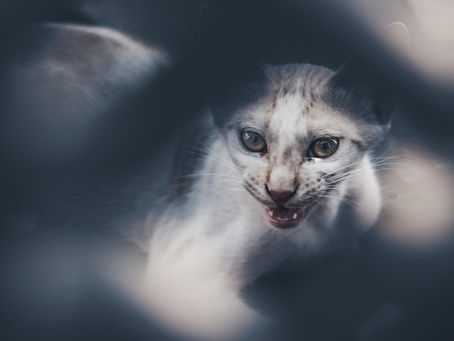 Inilah Penyebab Dan Cara Mengobati Scabies Pada Kucing
