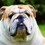 English Bulldog dog sitting dog sitter