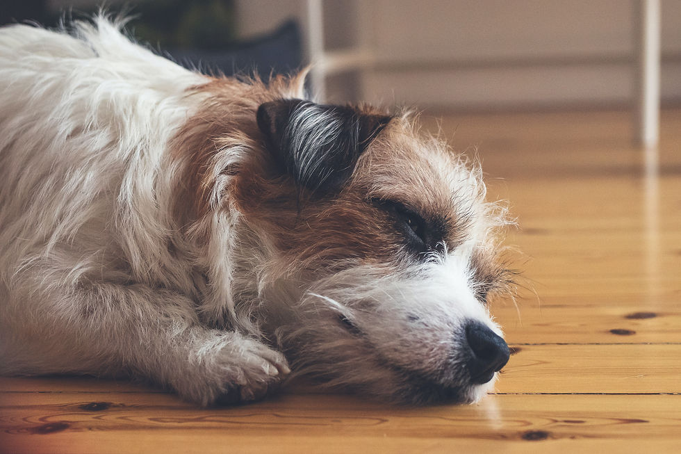 Zieke Jack Russel ligt op grond