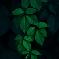 Image by Rodion Kutsaiev