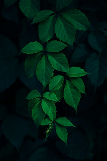 Image by Rodion Kutsaiev