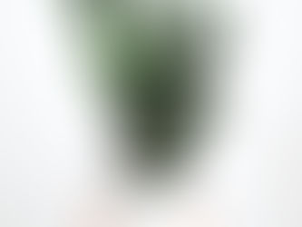 3 kamerplanten die weinig licht nodig hebben
