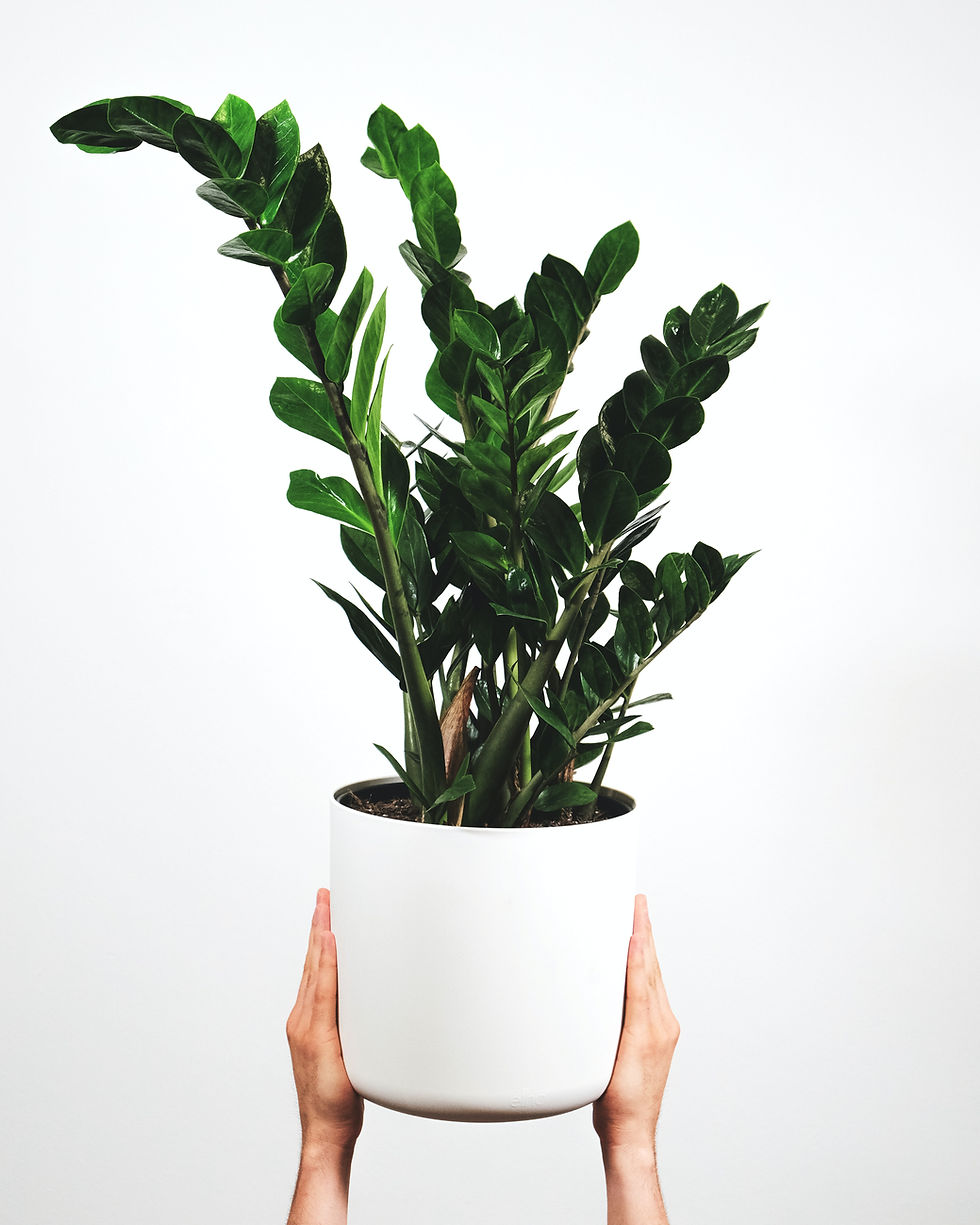 Zamioculcas (vetplant) in een witte pot
