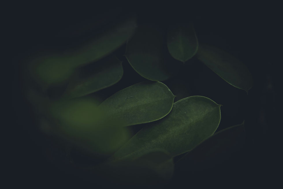 Image by Rafael Rodrigues