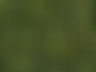 The Origins of Section 280E: Marijuana Tax Law