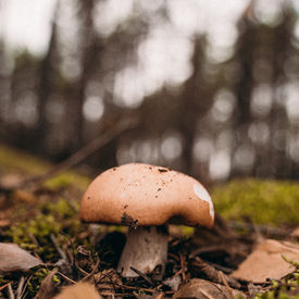 Mushroom foraging Girona