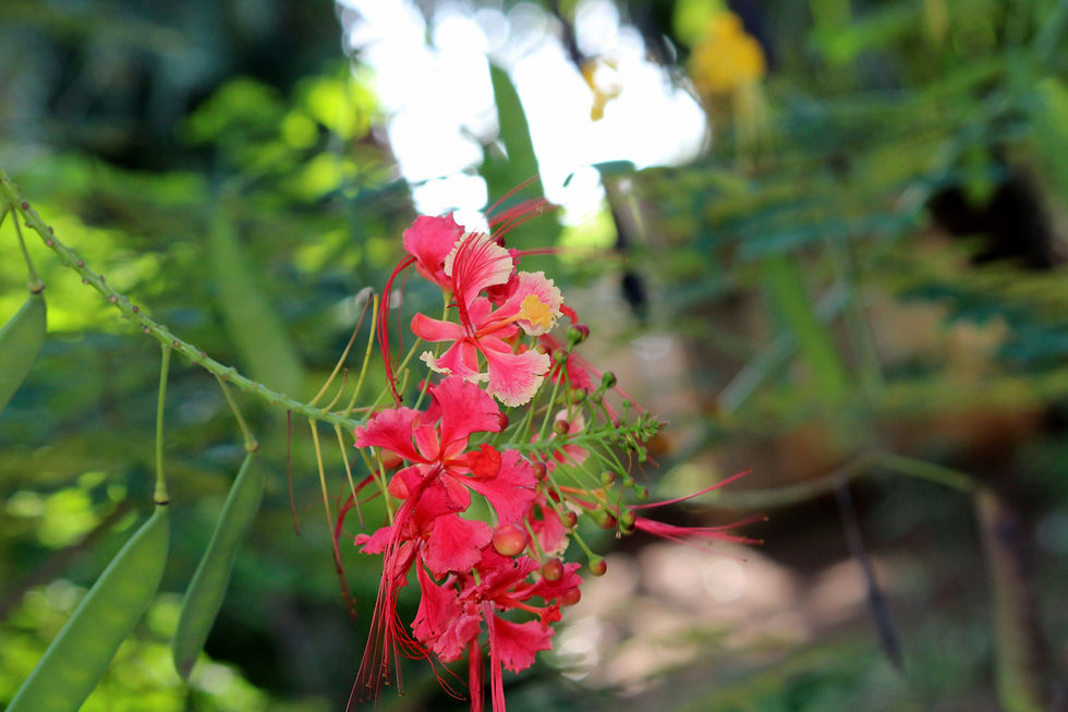 Pink Pride of Barbados