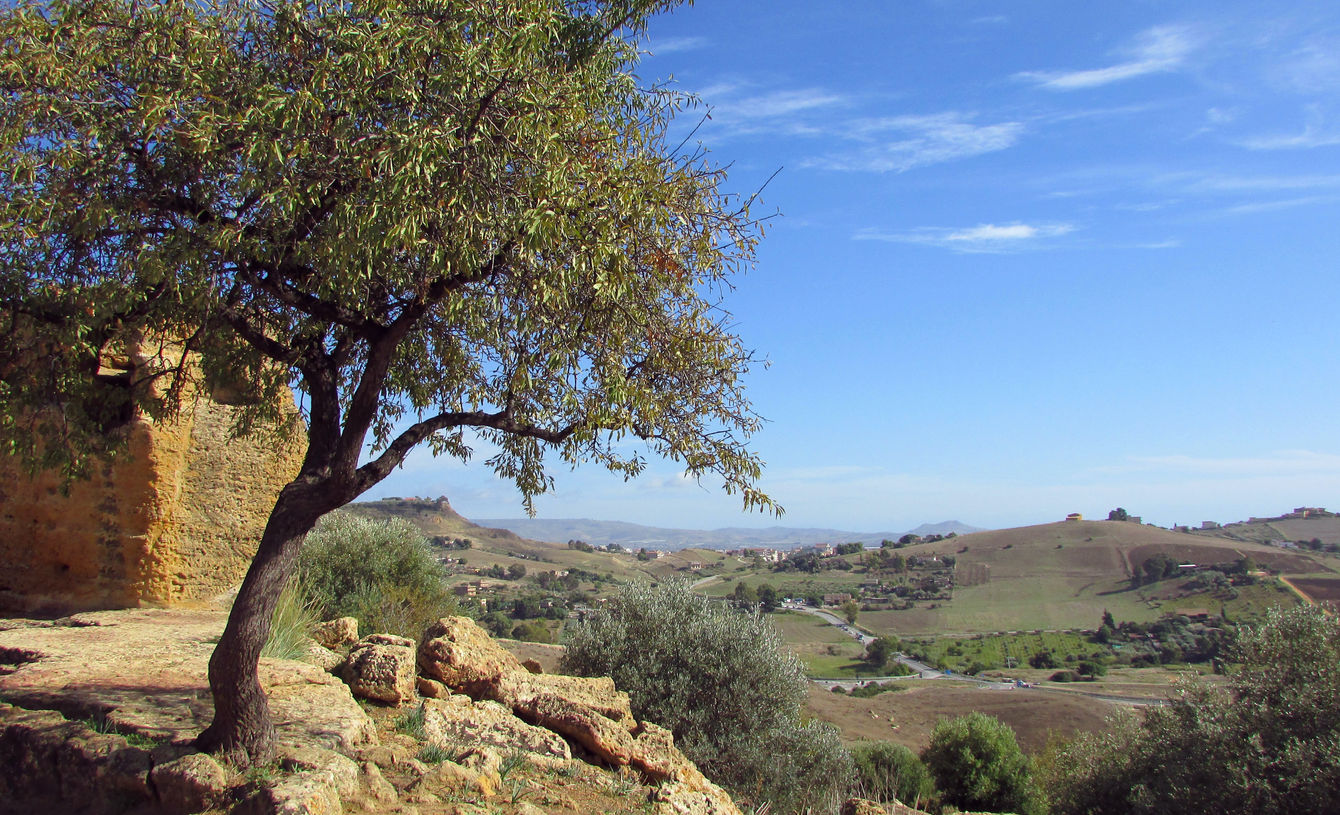 Uliveto, Salento Puglia