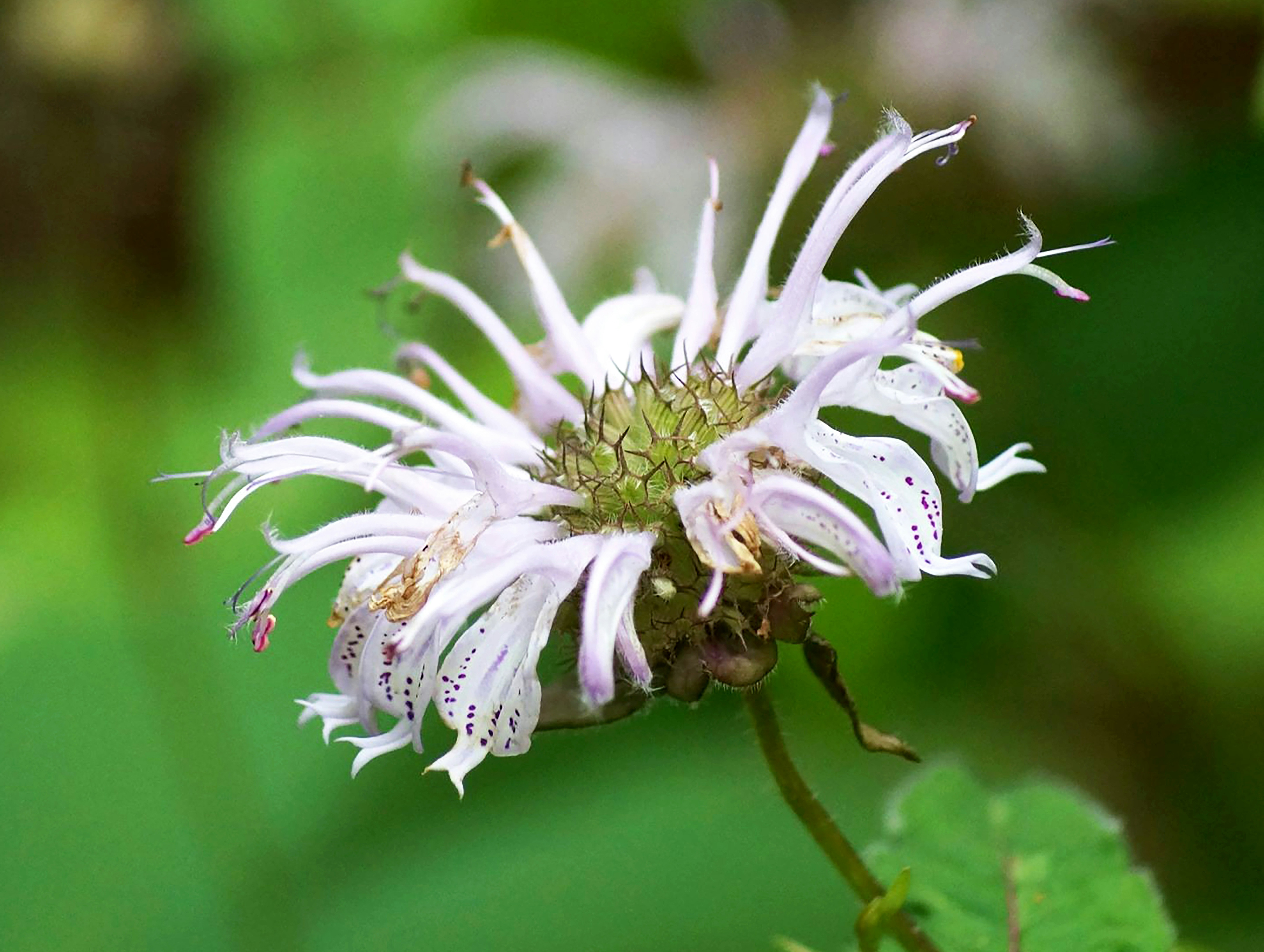 Wild Bee Balm