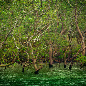 A Travel Guide for Kolkata and The Sundarbans