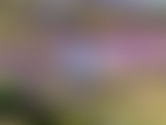 Atlar İçin Bitkisel Özlerle Saç, Yele & Tüy Bakımı