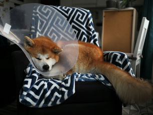 Dog after surgery resting on a chair
