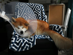 Dog after surgery resting on a chair
