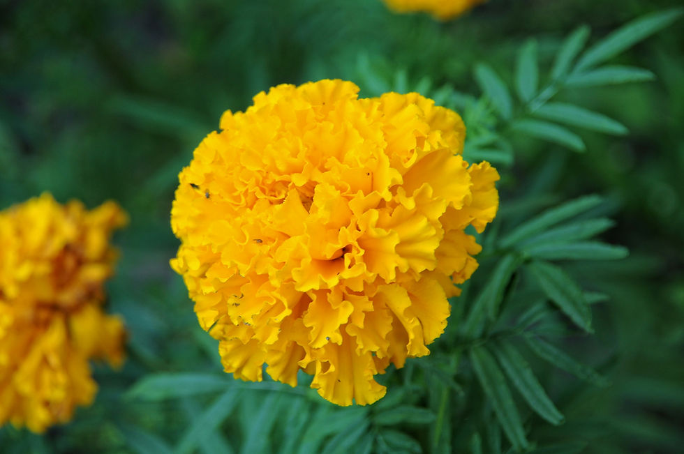 Latihan Soal SAS ASAS Pendidikan Pancasila Kelas 1 SD Tahun 2025 Tahun Pelajaran 2025/2026