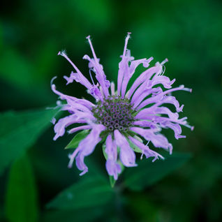 Medicinal Herbs - Wild Bergamot