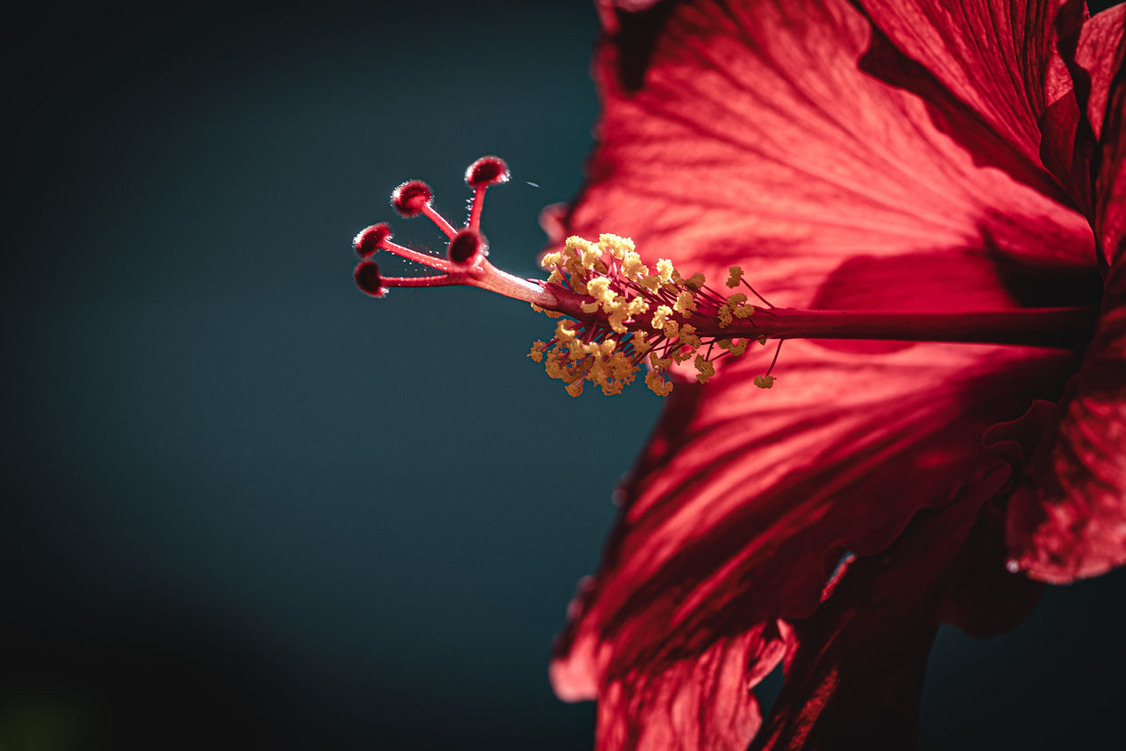 Image by Skye Sagisi