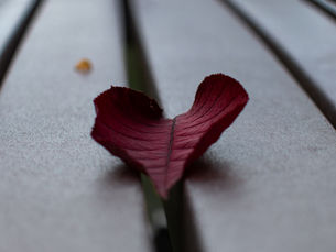 Immerse Yourself in Merciful Love