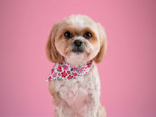 Benefits of Pet Microchipping
