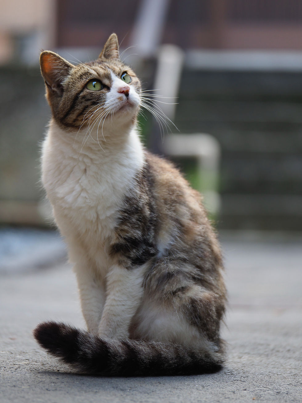 cat sitting outside could have arthritis