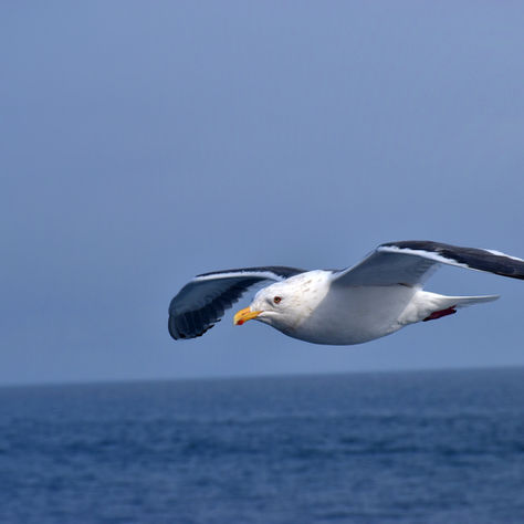 Two Stories about Flying