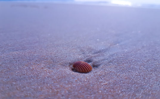 Image by Ravi Sangar