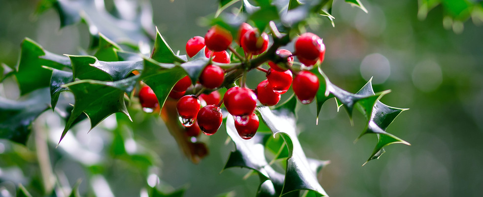 Image by Alistair MacRobert