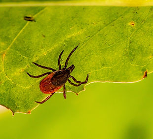 Image by Erik Karits