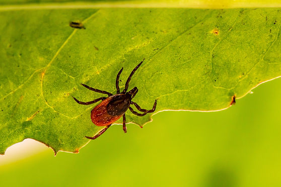 Image by Erik Karits