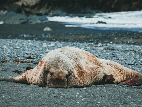 Why Does My Wetsuit Stink?!