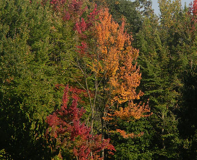 Image by Marie Orend, family therapy