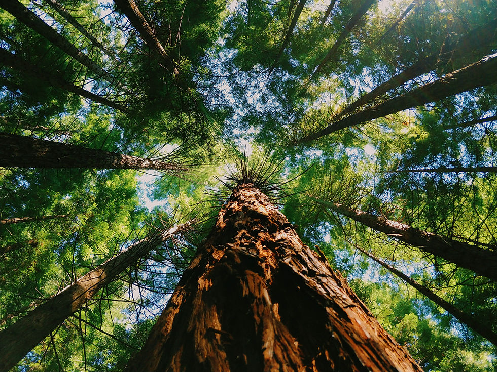 Redwoods Anderson Valley