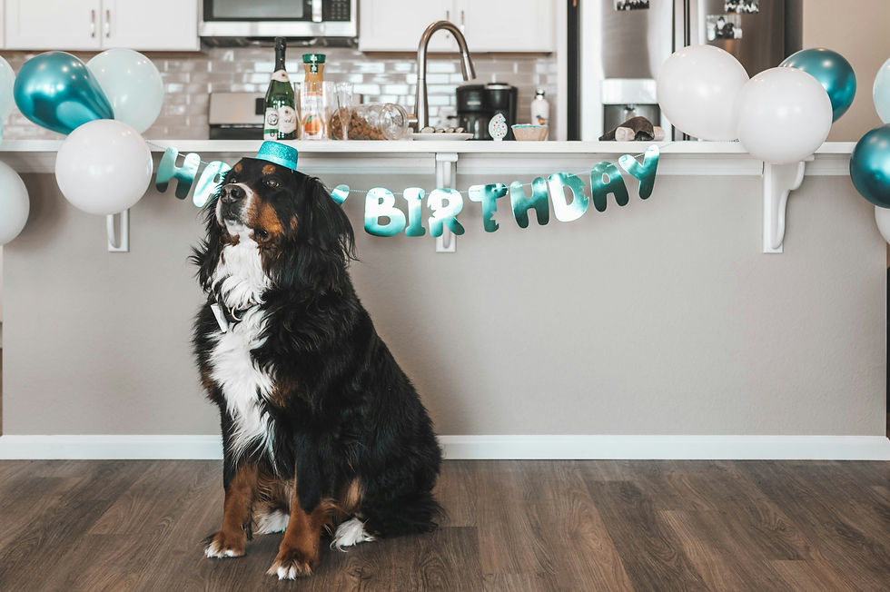 Bernese Dağ Köpeği