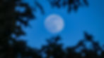 Blue Moon Dusk Walk