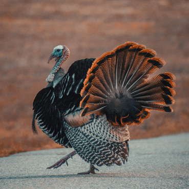 Image by Chris Henry