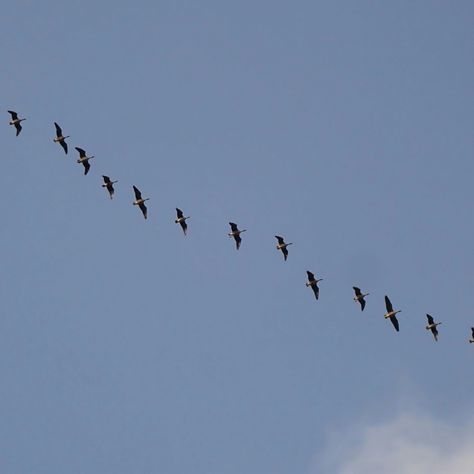 Rupert Sheldrake y la memoria de la naturaleza