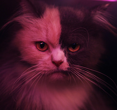 Image by Nihal Karkala