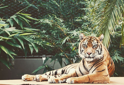 Wild animals in their natural habitat during a safari tour in India
