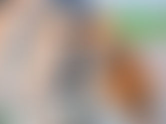 Özel Eğitim Köpekleri: Dünyada Köpekler Hangi İşlerde Çalışıyor?