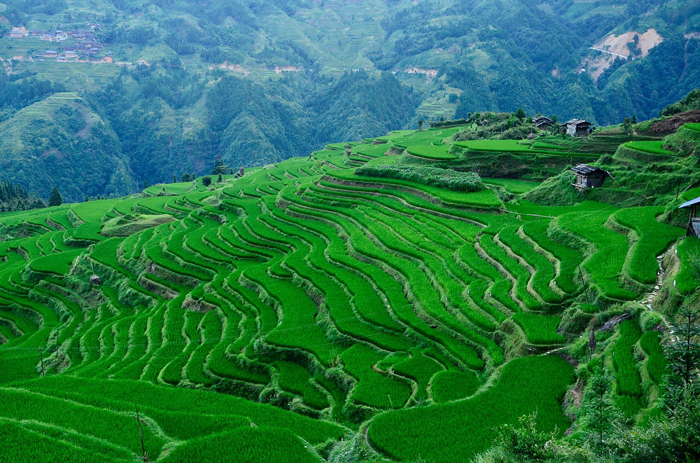 Image by Xiaoyang Ou