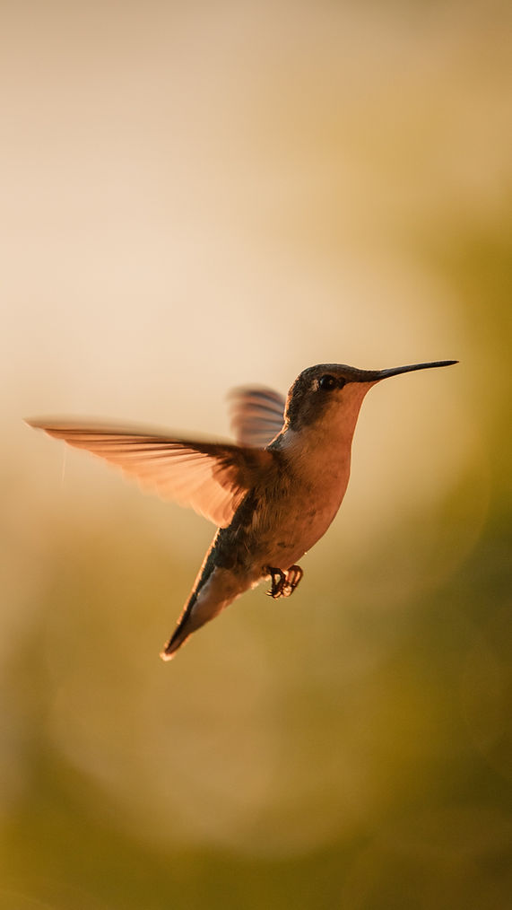 Image by Mark Olsen