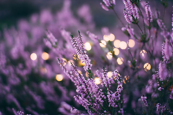 Image by Daiga Ellaby
