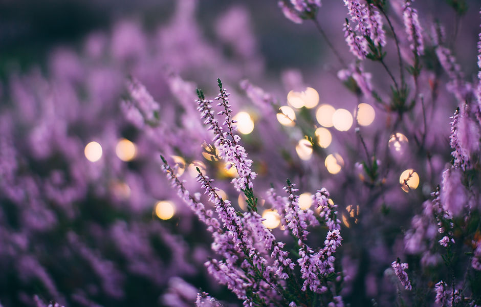Image by Daiga Ellaby